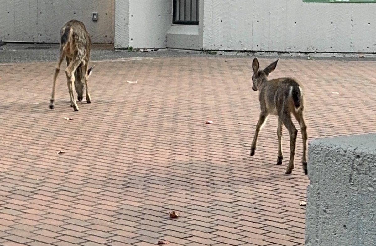 Deer on campus literally just walked right up to me am I goated