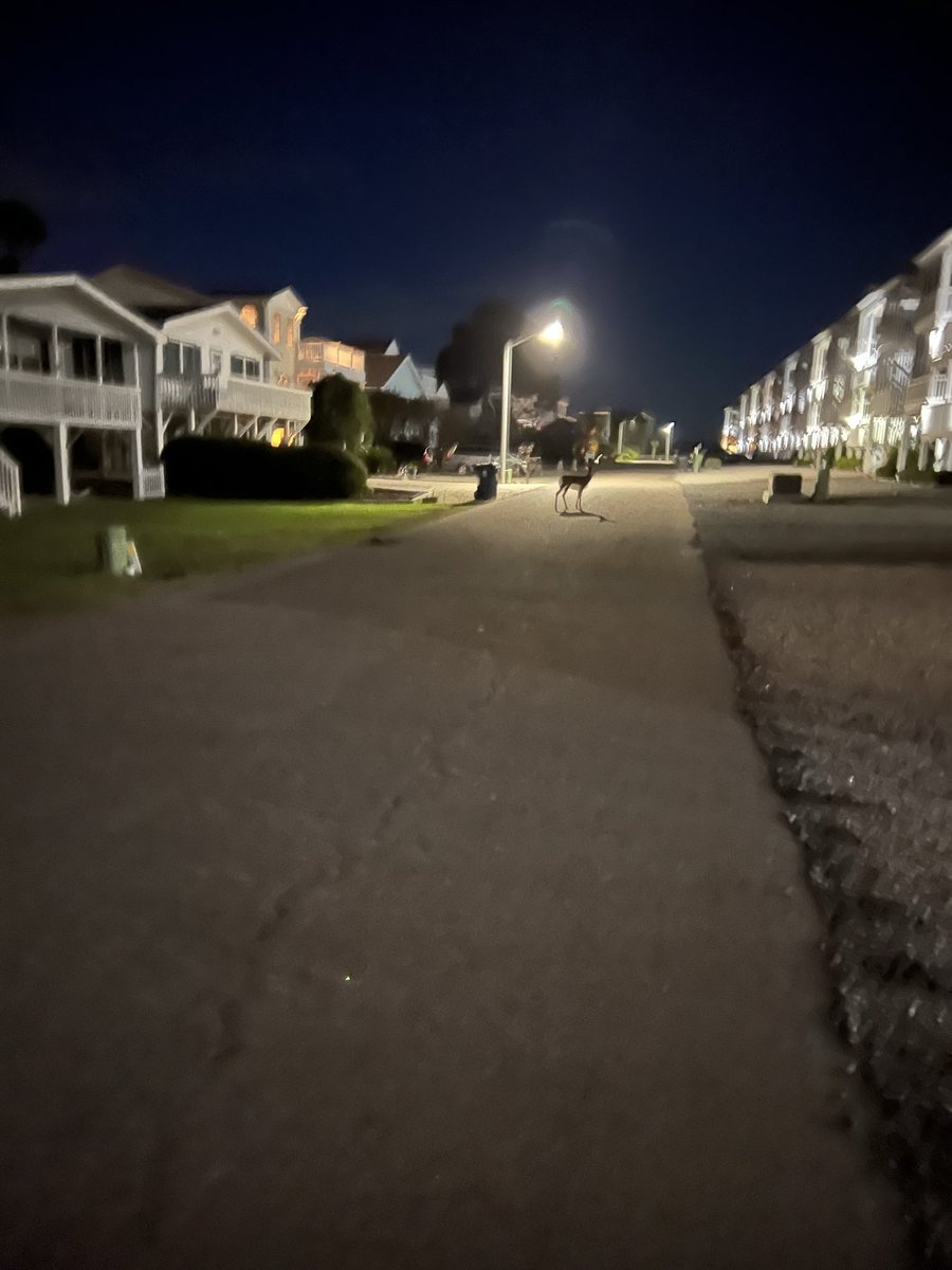 ThetaRider's tweet image. Can someone please round up @deerpointmacro 

He’s wandering around in the middle of the street🤷‍♂️