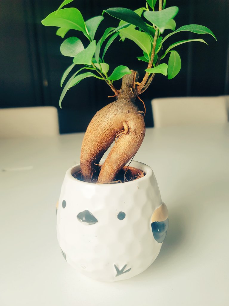 今朝、デスクに置いてあった
忘れ物かな？プレゼントかな？
どこから来たのかな？
すごい生きてるって感じ