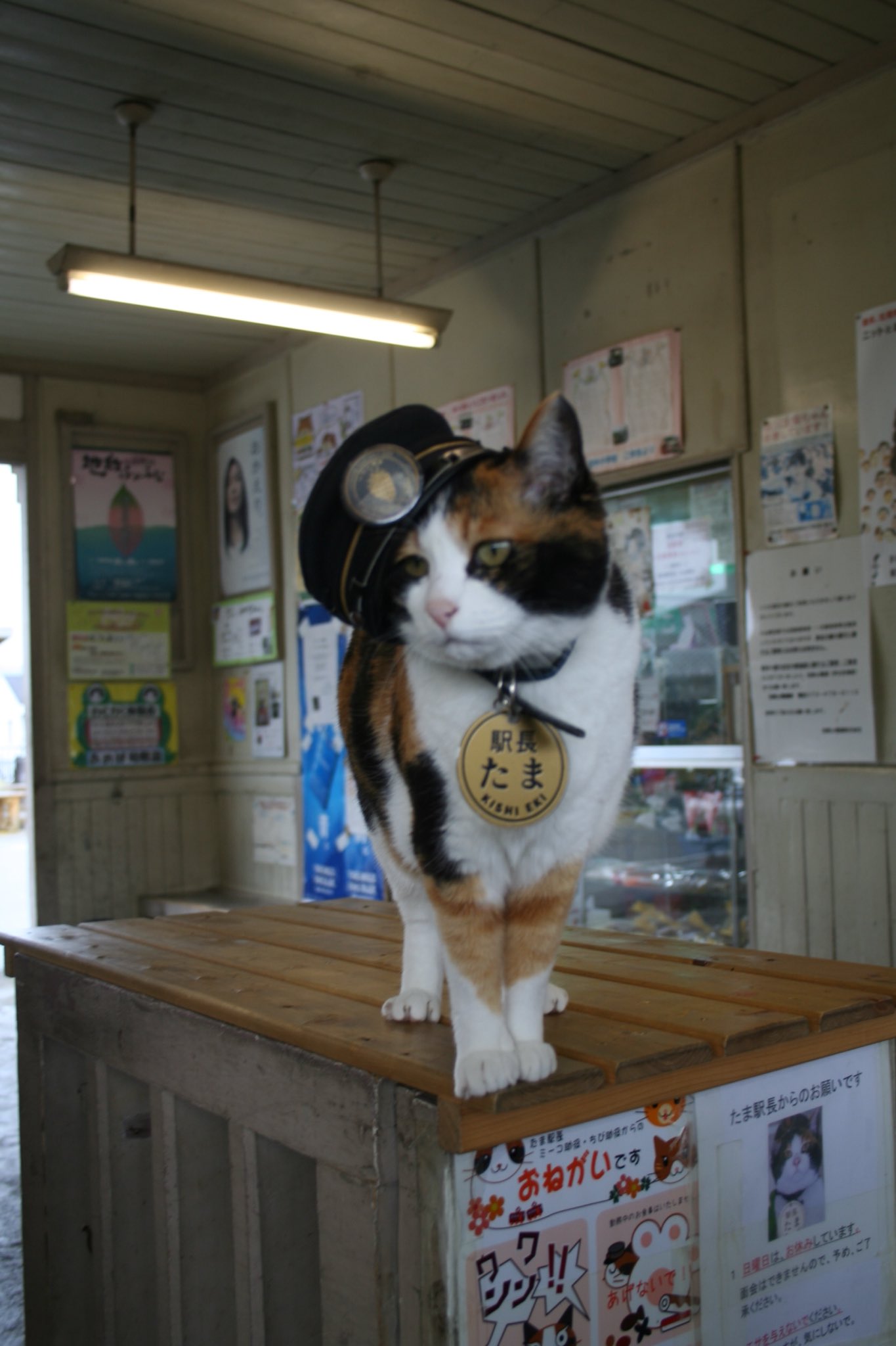 たま駅長 福を招く三毛猫「ごたま