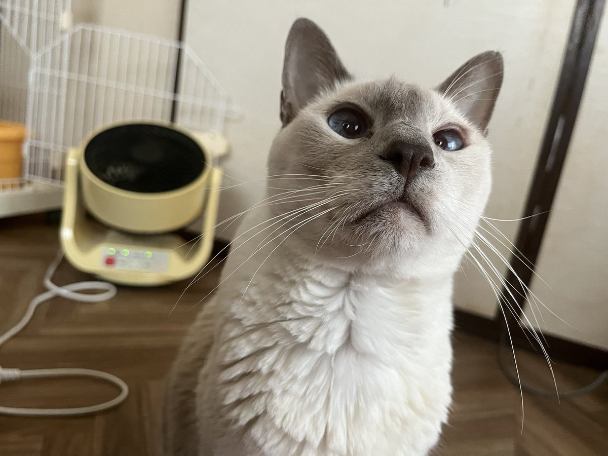 CATSPLANET's tweet photo. ちょっと寒いかも？

#キャッツプラネット　#高碕　#温度差 https://t.co/w0r9bx9fLf