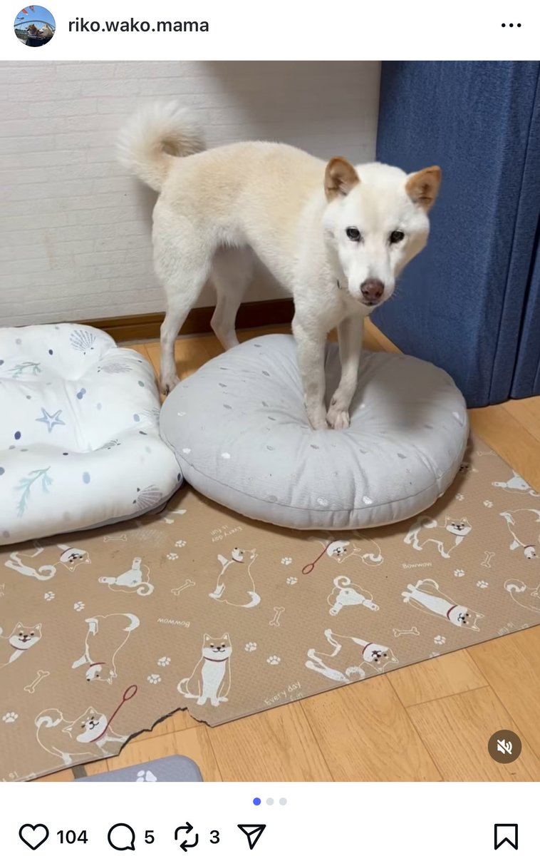 Iyo_chancto's tweet photo. Iyo-chan’s glow-up: from futon-flipper to solo snoozer 💫🛏️
Rico-san turned 18, peed outside, shared rice, and stole hearts 🐾
Shiba vibes, senior magic, foster love.
#Chibawan #ShibaLove #DogFeelings #HighSeniorCombo https://t.co/QqrFPWmb8a