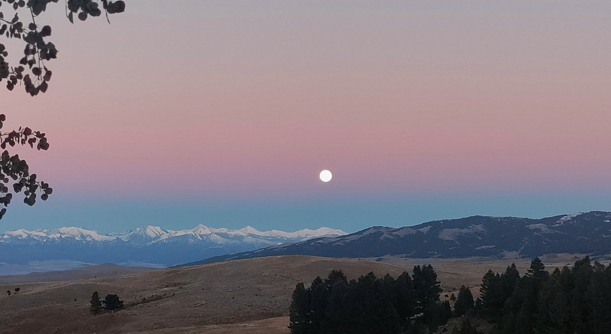 Bridger Livestock tweet media