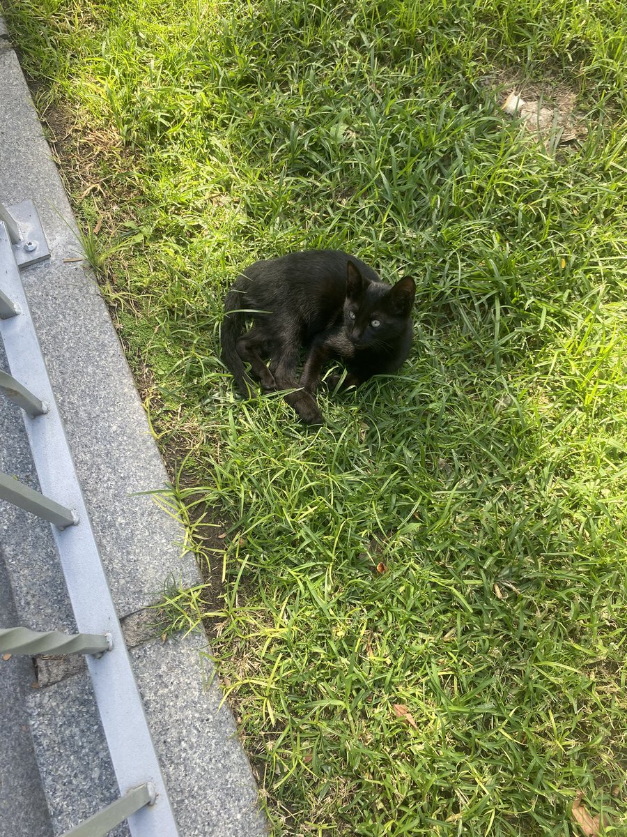 mxriooslr's tweet photo. los gatitos del rectorado ^_^ https://t.co/Y3WqOlzgCH