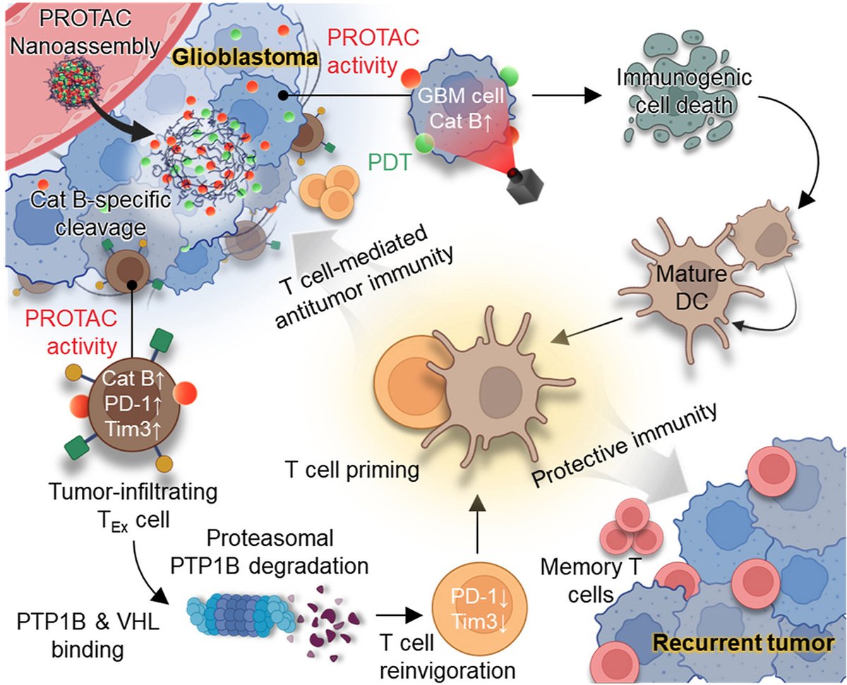 ActaPharmSinB's tweet image. Article✍️#Activatable #PROTAC #nanoassembly for #photodynamic #PTP1B proteolysis enhances #glioblastoma #immunotherapy. From Dr. Shim @KoreaInstituteofScienceandTechnology (KIST); @KoreaUniversity; @KonkukUniversity; @EwhaWomansUniversity;
sciencedirect.com/science/articl….