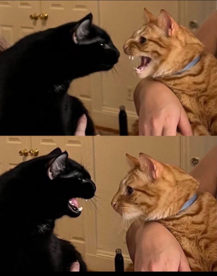 cats with powerful impression 🐾 tweet media