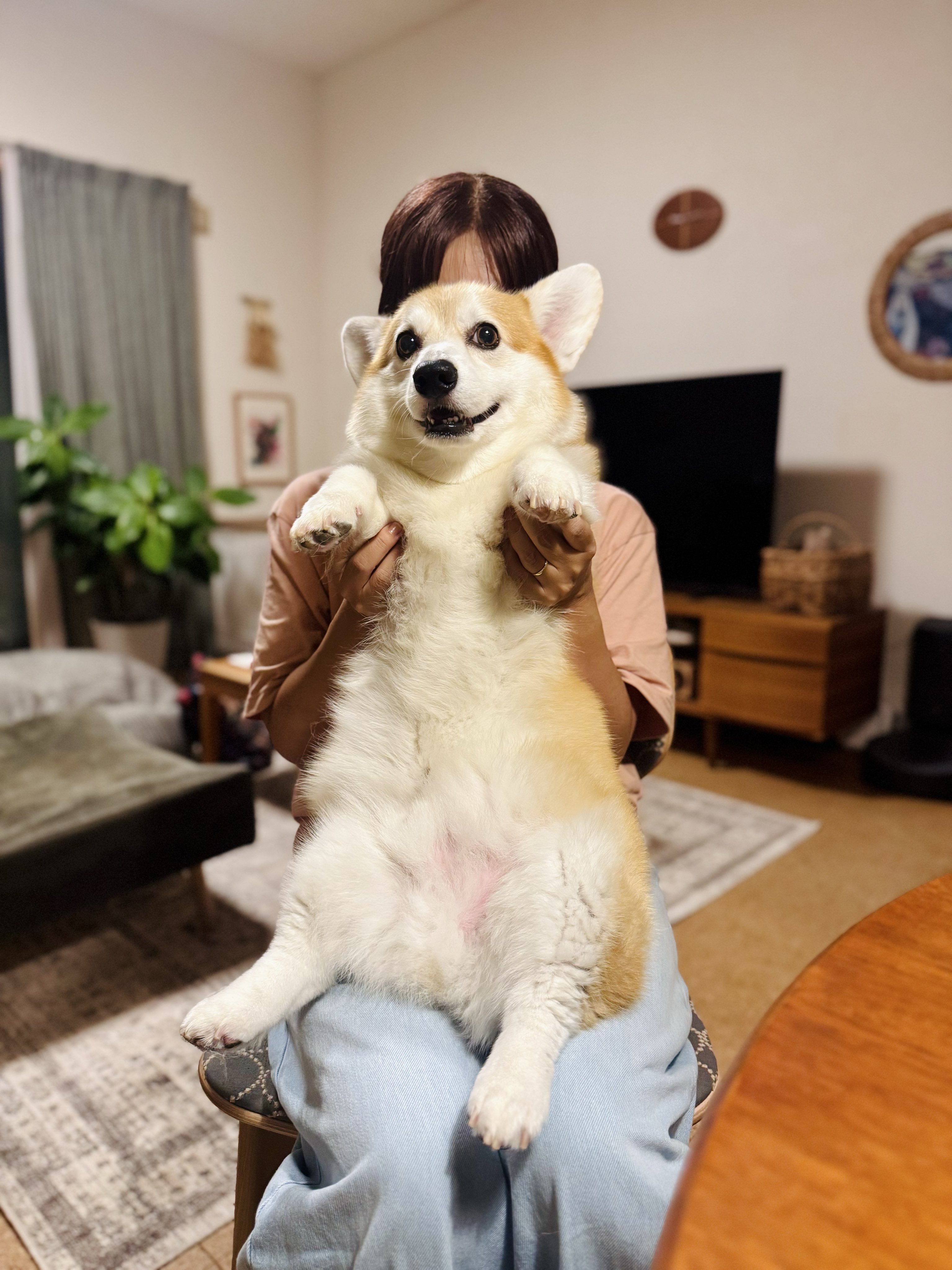 ガブちゃん (@gabrielthecorgi) / X