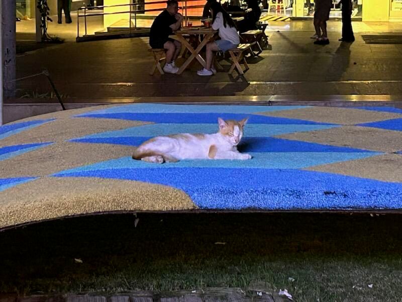 Wedge LIVE!™ tweet media