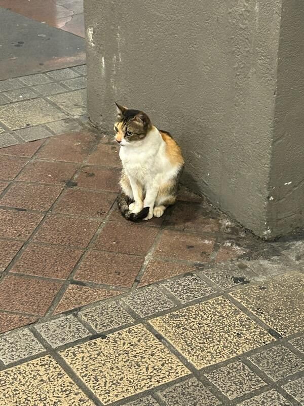 Wedge LIVE!™ tweet media