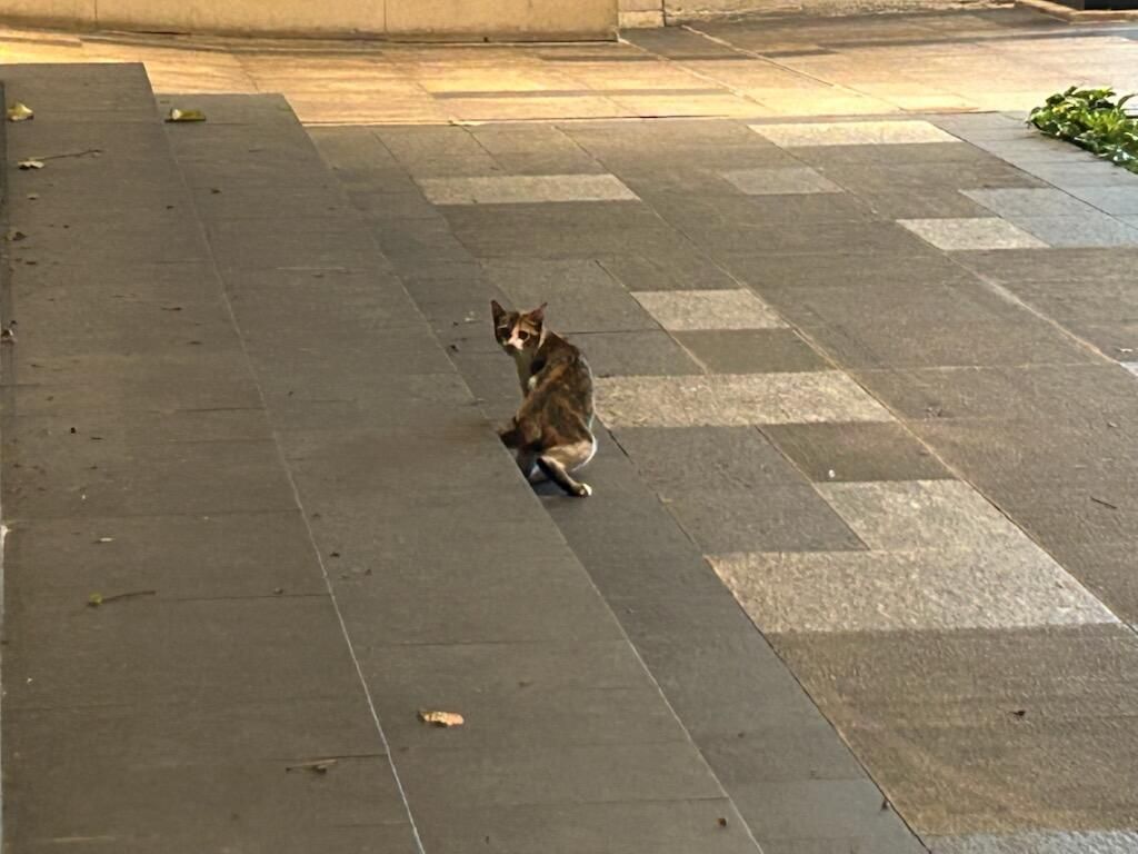 Wedge LIVE!™ tweet media