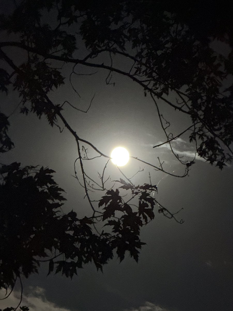 UpsAir42's tweet photo. Harvest Moon 🌕 https://t.co/YQWhJwUkhT