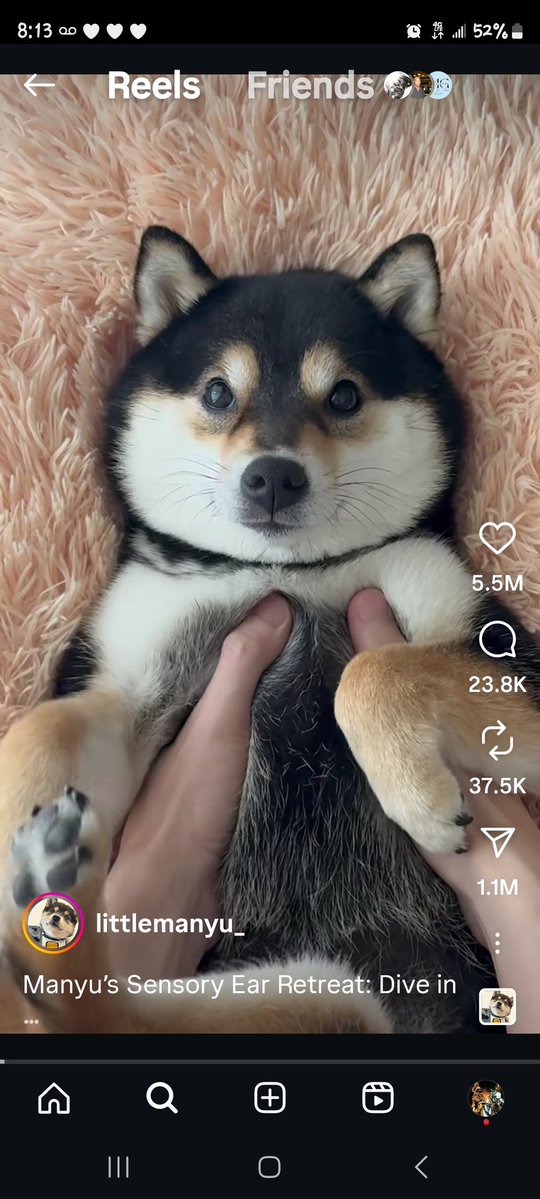 Thundastorm7's tweet image. Take a good look at her. Don&apos;t let her cuteness fool you. She&apos;s a Queen leading an army of almost 32,000 men, women and children all over the globe, attracting more every day. She&apos;s out for cryptoverse domination and poised to take over. 
$MANYU 
@littlemanyu 
#RETIREWITHMANYU