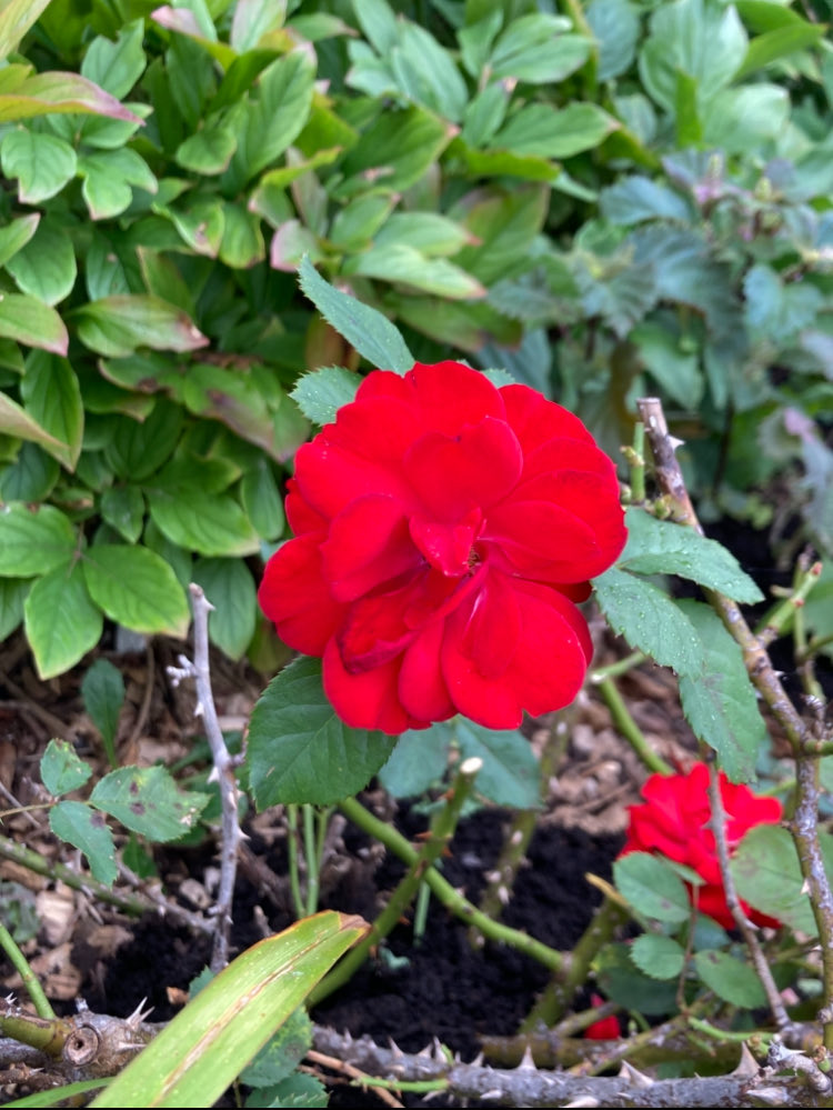 CatTTNguyen's tweet image. 🌱Happy day, happy week, happy month! ( my garden)

      🌱 Ngày tốt lành, tuần tốt lành, tháng tốt lành ( vườn nhà)

#kinhdoanhonline,#Workfromhome,#workanywhere ,#globaldigitalbusiness,#nguoivietomy