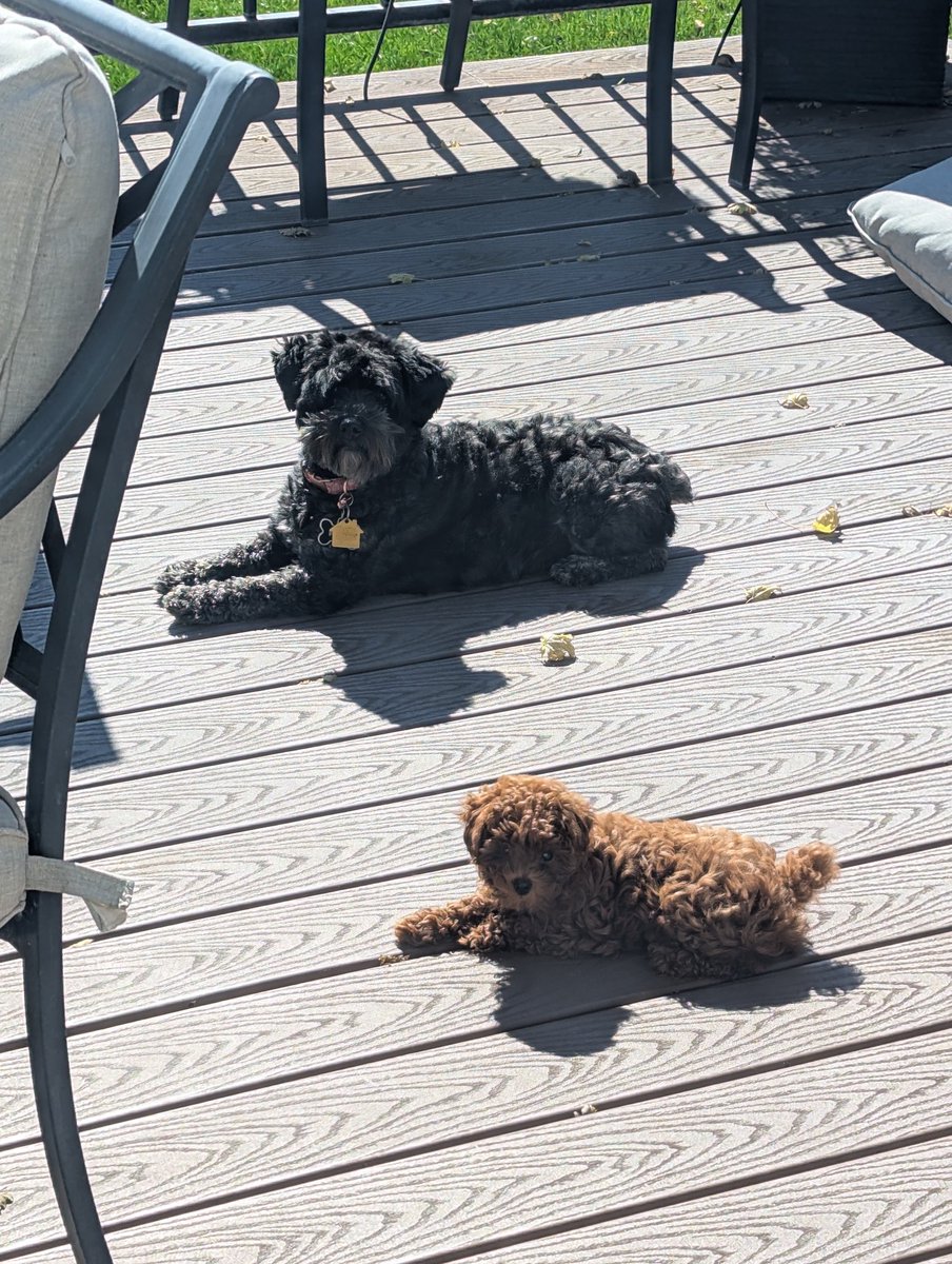 nattyjparke's tweet photo. @catturd2 Poppy (Black Schnoodle) &amp; Daisy (Red Teacup Poodle)❤️❤️❤️ https://t.co/l5S40ufUb7