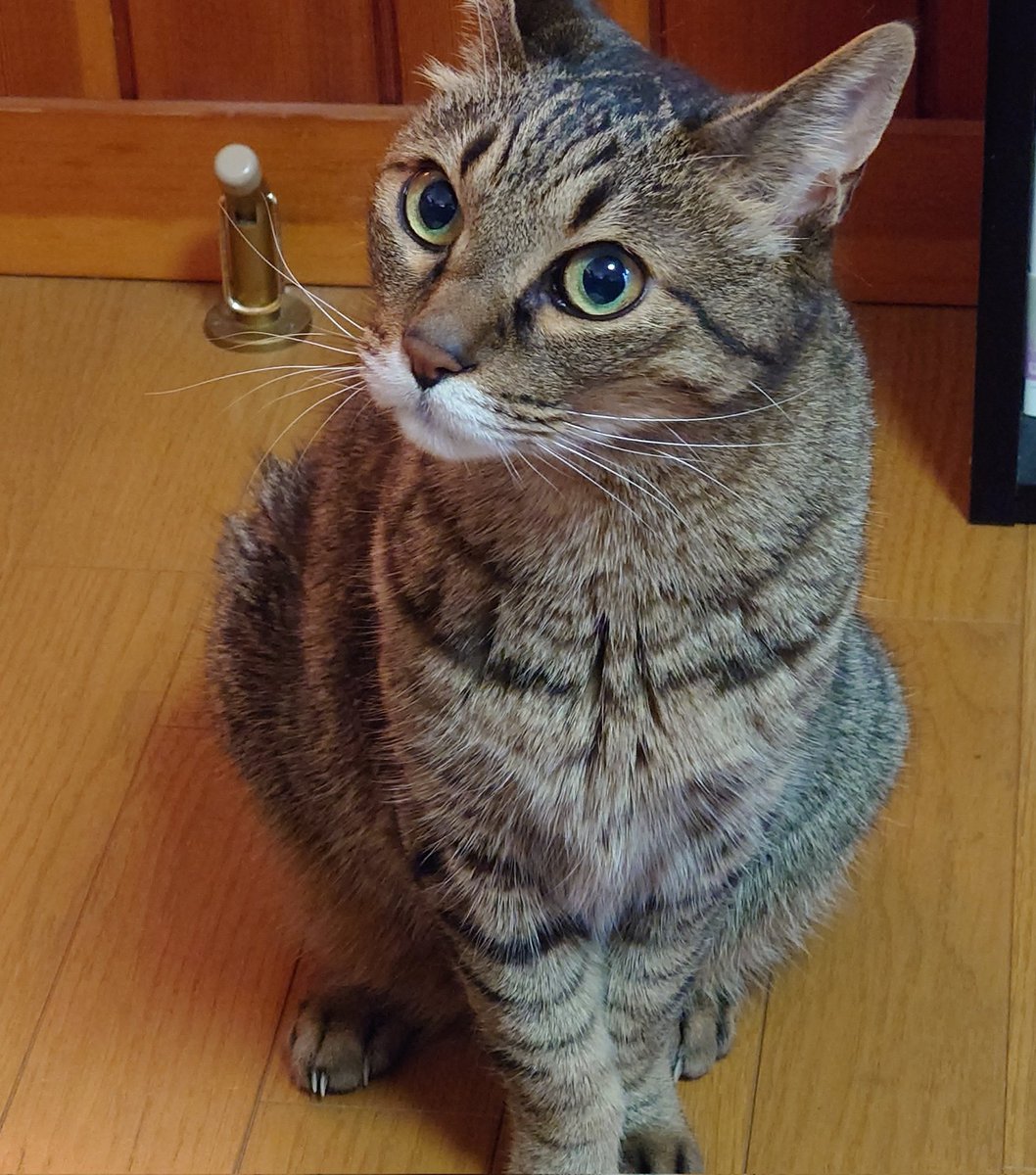 NyanCOPEN tweet media