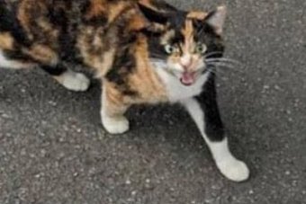 Have you seen Tinks?

meme worthy

CA: FmdWyDE8heaX3aXb72o6PbVw1UzBReMoo4MZyL8vpump