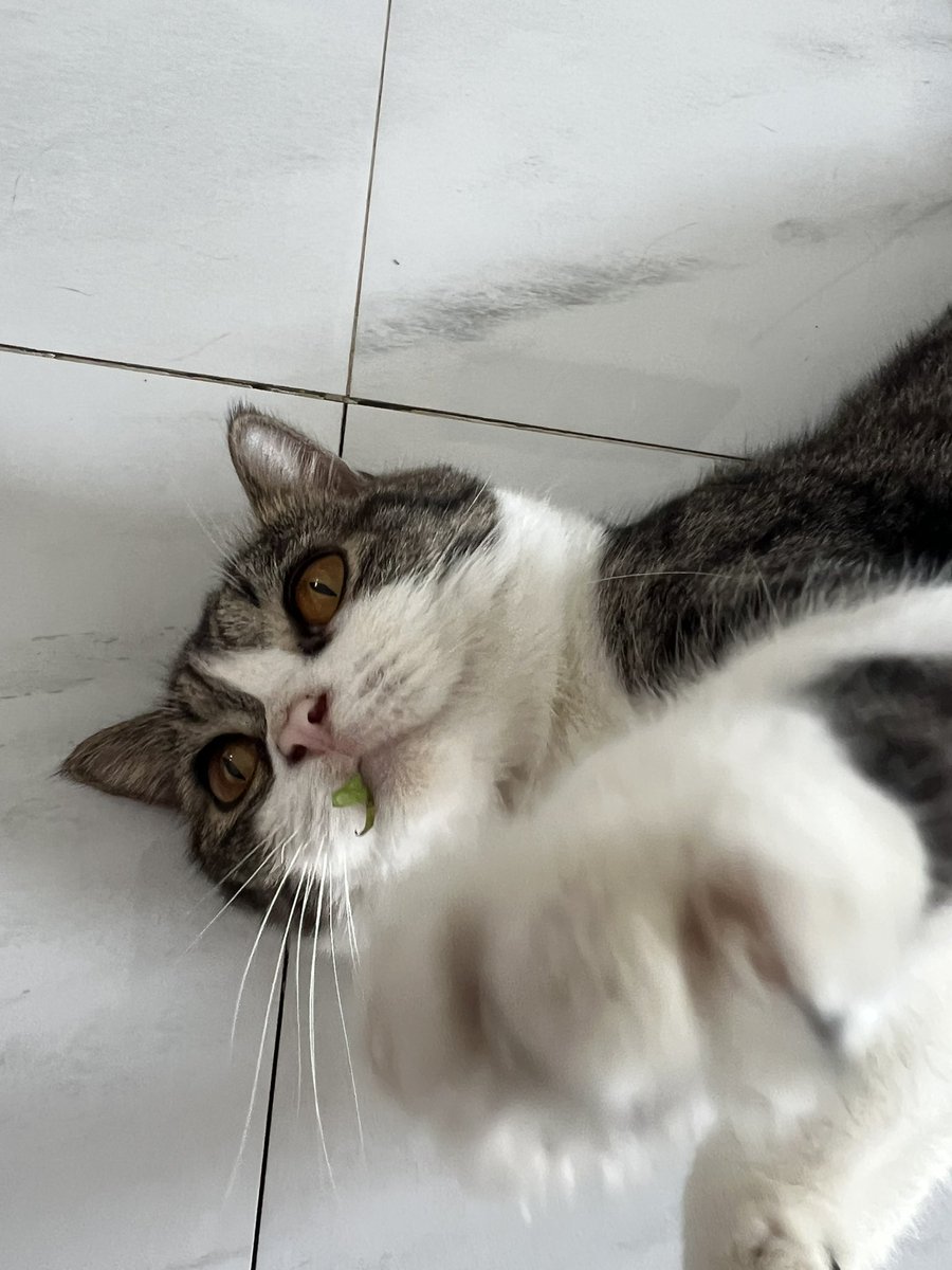 kenapa dia makan rumput