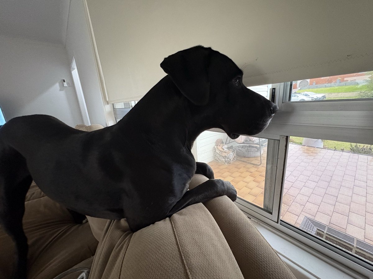 Me: Charlie will be home soon! 

Jack: I’ll assume the position! 

My big girl has been away for 10 days and we can’t wait to see her soon!!!!!