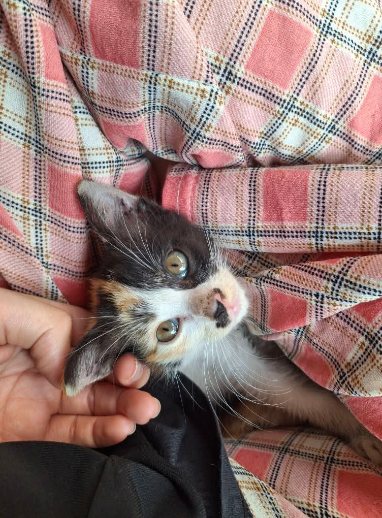 MirulAm05674851's tweet photo. Hi anyone can rescue this kitten? 

📍Skudai, JB 

Informer student. Kawasan sini tak selamat sebab beruk. 

Kalau boleh tolong ye...
WhatsApp 016-438 0799

Terima kasih. https://t.co/3NSpTQrNKM