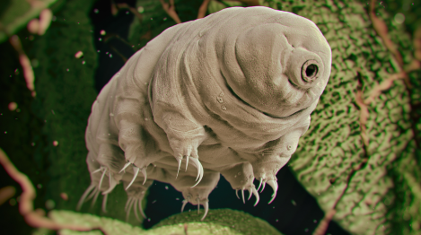 a_palycev's tweet photo. Tardigrades survive space/boiling/freezing! https://t.co/CYwXLdbm1U