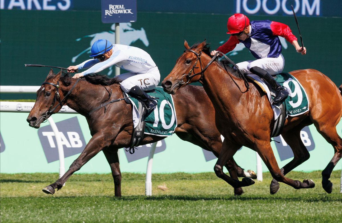 Gimcrack Winner Bred By Cornerstone - mailchi.mp/cornerstonestu…