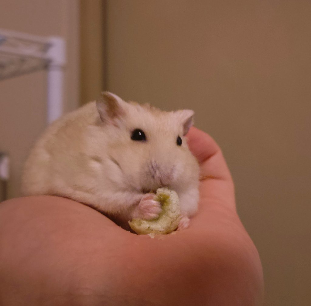 もっしゃもっしゃ
