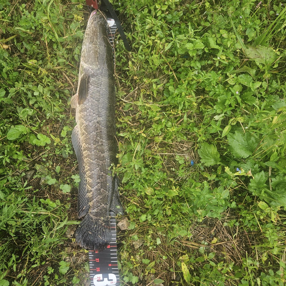 rang9cp's tweet image. 가물치 넌 내꺼야 ㅎㅎ
랜딩성공!
#낚시 #가물치