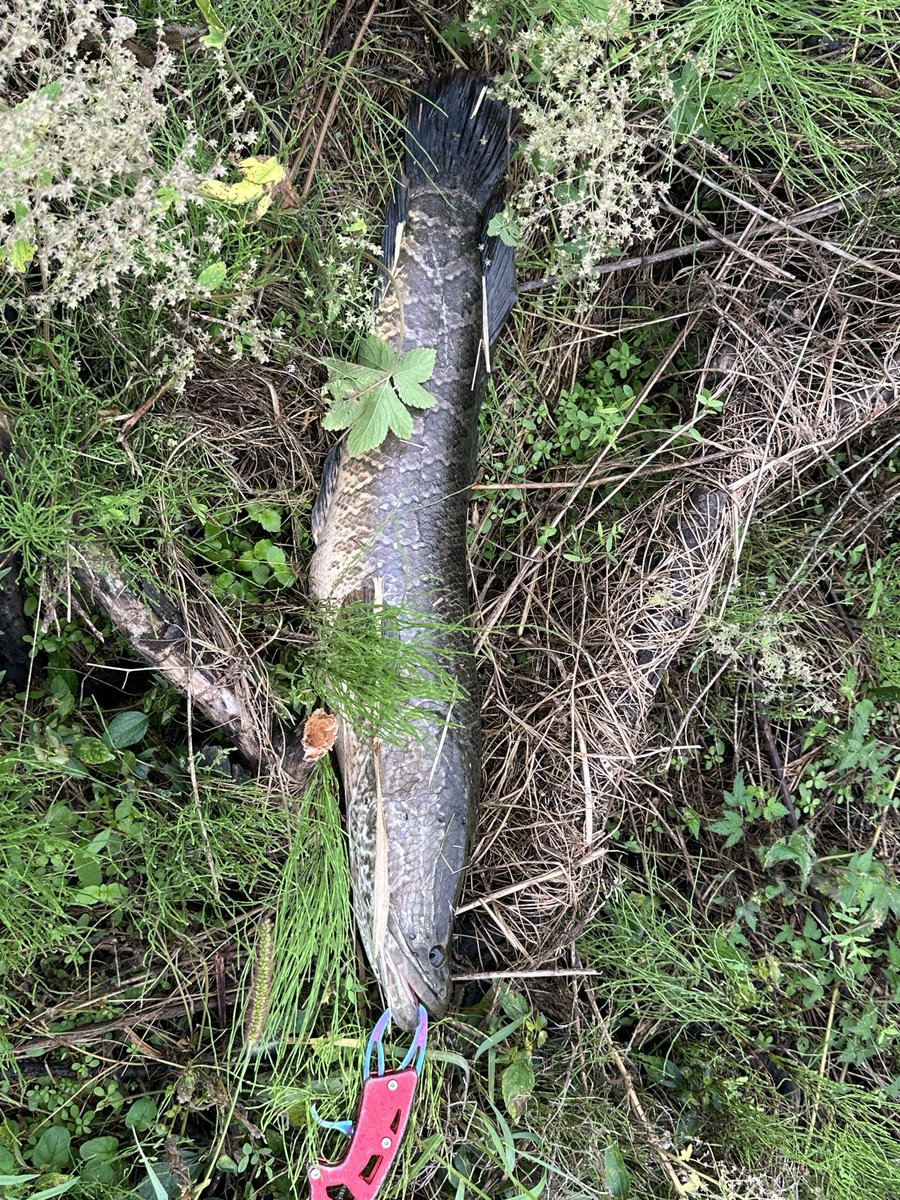 rang9cp's tweet image. 가물치 넌 내꺼야 ㅎㅎ
랜딩성공!
#낚시 #가물치