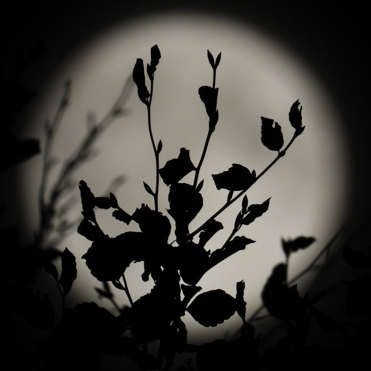 FunkyAppleTree's tweet image. The SUPERMOON was just that! #HuntersMoon aka #HarvestFullMoon @StormHour @ThePhotoHour @metoffice #supermoon #FullMoon