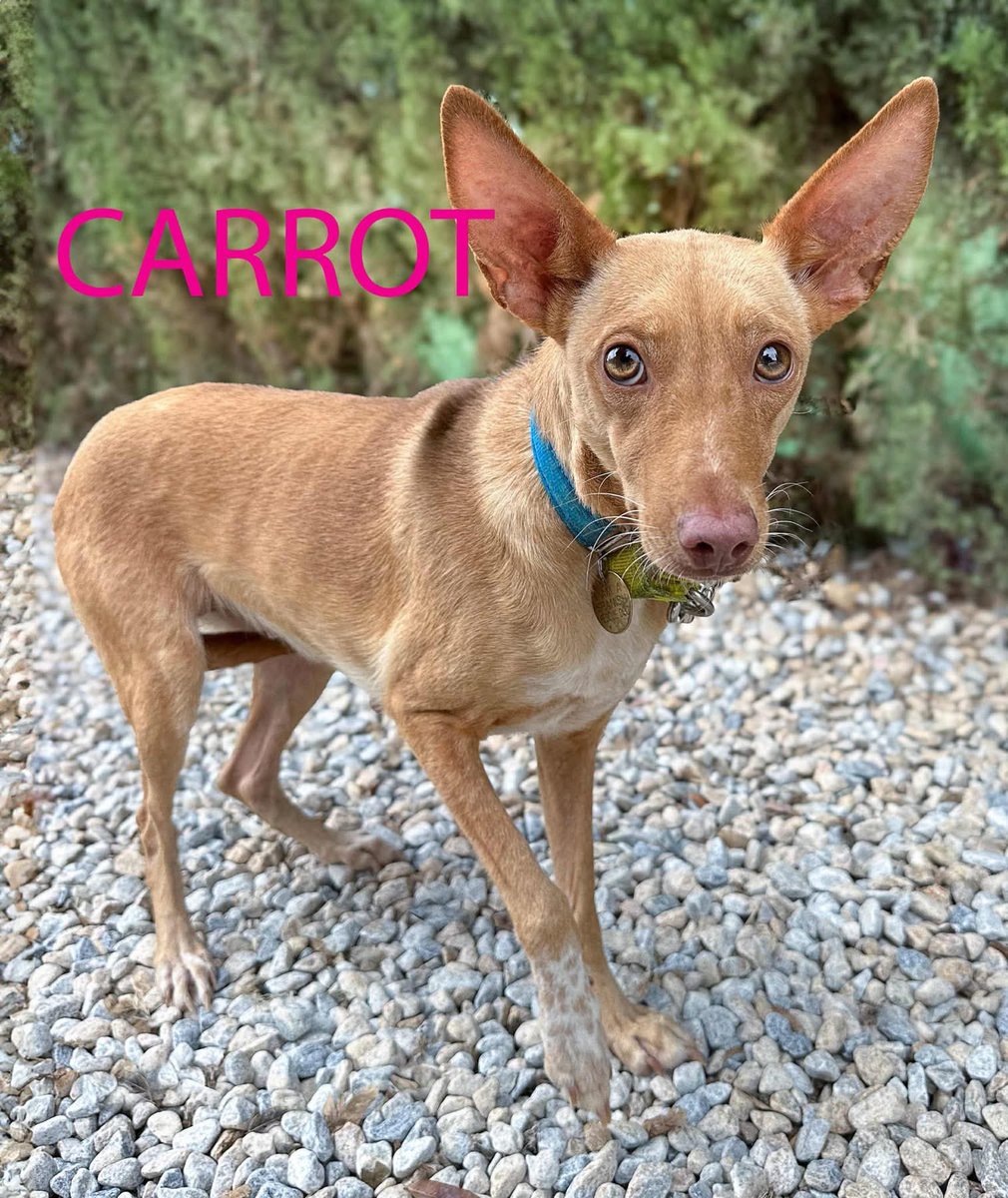 GalgosdelSol's tweet image. Morning! Just a few of our gorgeous new girl arrivals waiting for homes 😍
Honeybee is so sweet and confident. Carrot is more nervous. How lovely are they are all? 
All victims of the cruel hunting practices 😡