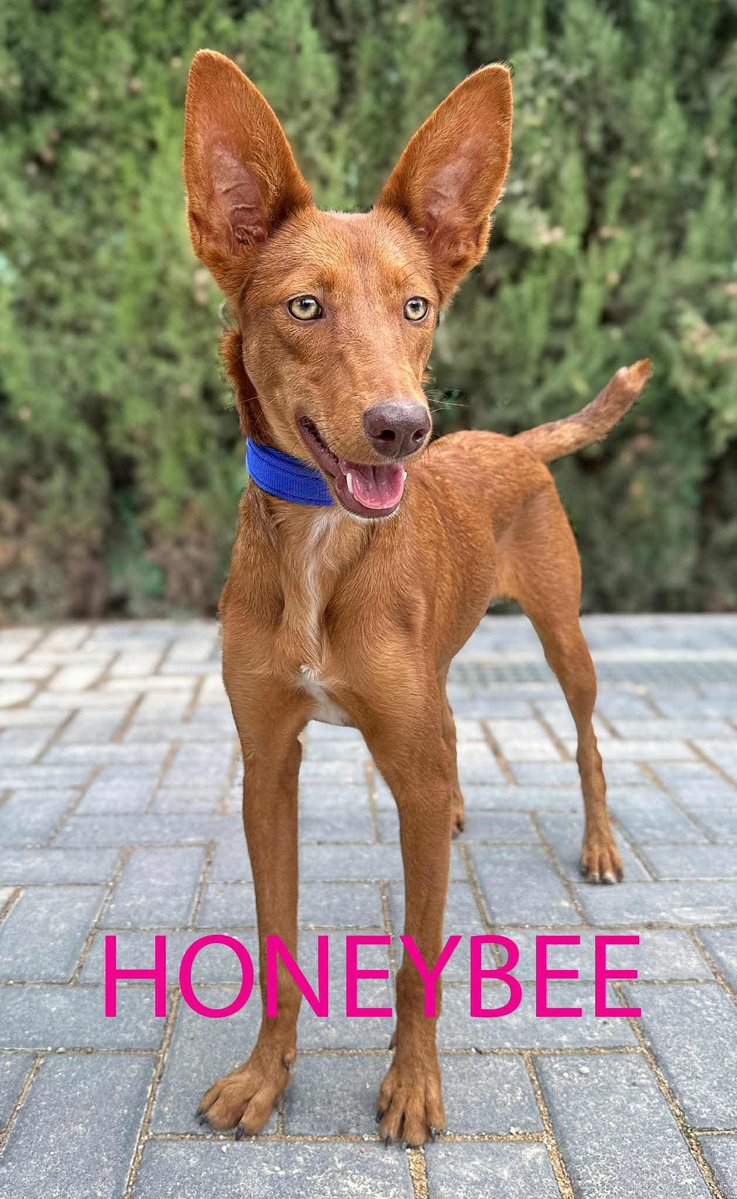 GalgosdelSol's tweet image. Morning! Just a few of our gorgeous new girl arrivals waiting for homes 😍
Honeybee is so sweet and confident. Carrot is more nervous. How lovely are they are all? 
All victims of the cruel hunting practices 😡