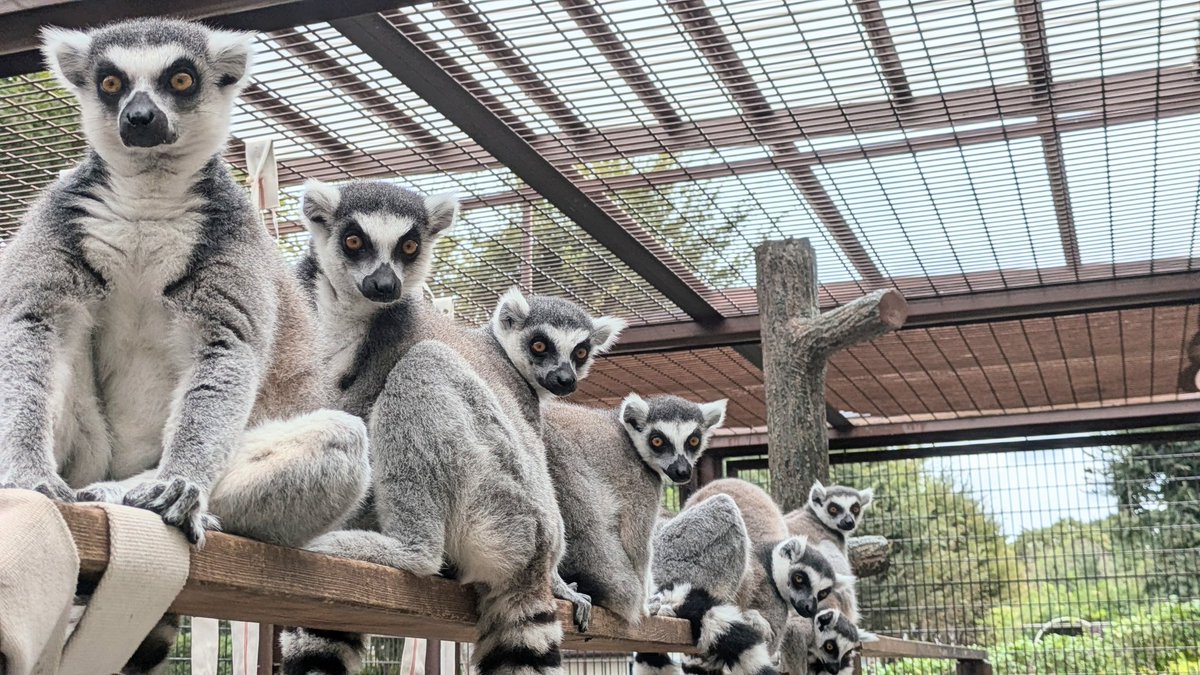 ワオワオワオワオワオワオワオ

＃市川市動植物園
手前からプルート、チビタ、シャラク、アッコ、アナ、チミ、ピノコです
＃ワオキツネザル
＃ワオ家族
＃市川ファン