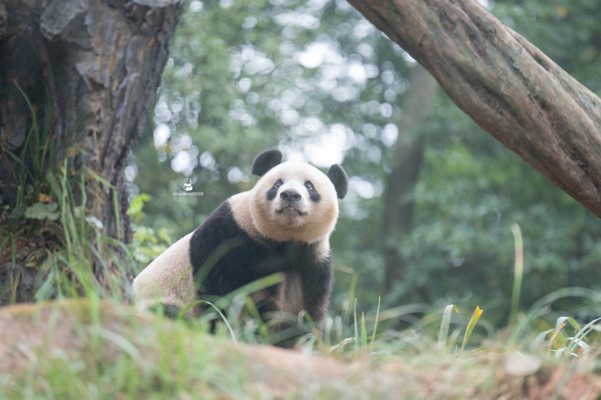 パンダドラゴン あづ ハピカ 猫 パンダドラゴン ハピカケース - メルカリ