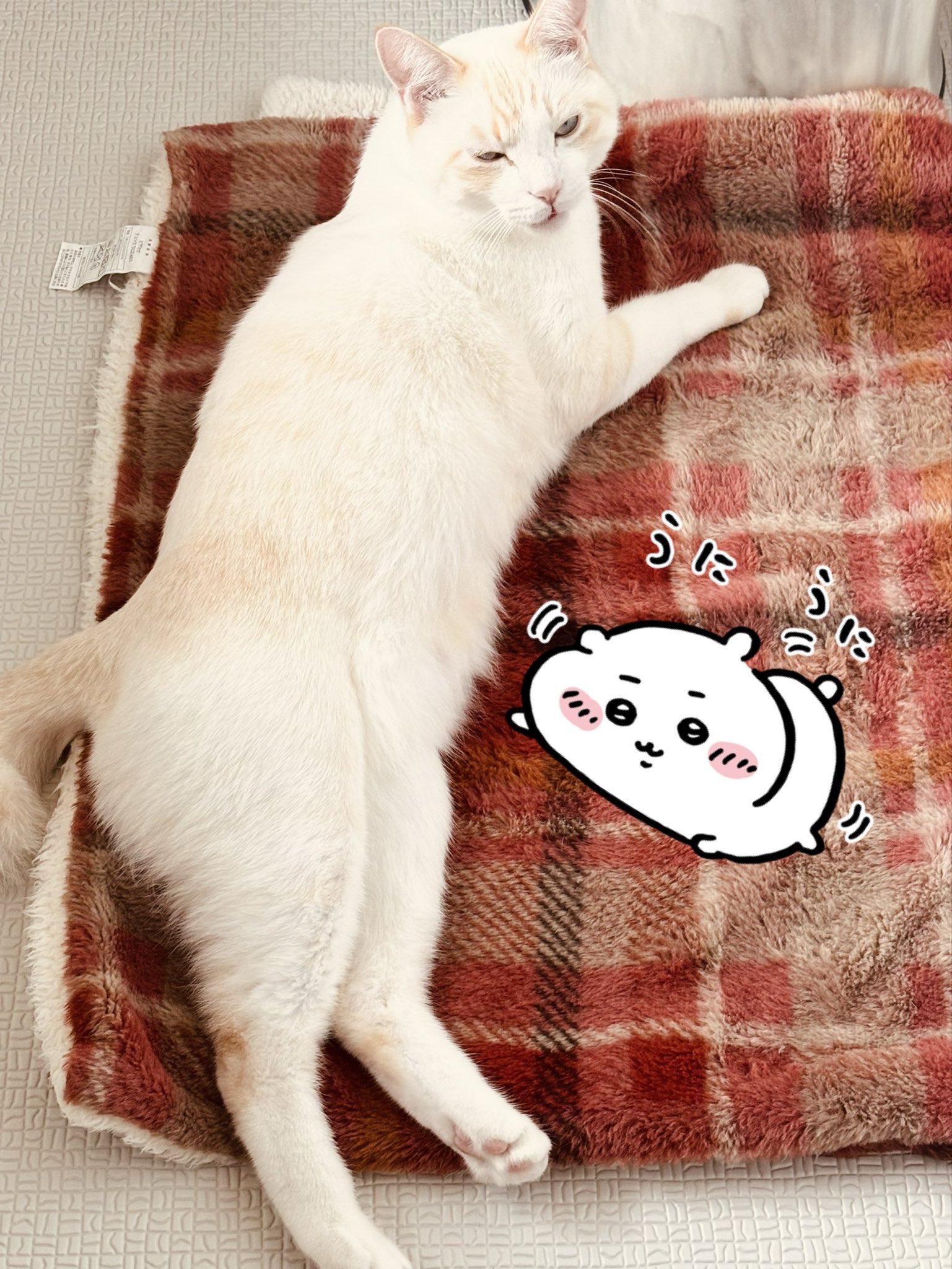 にゃんた (@nyanta_live) / X