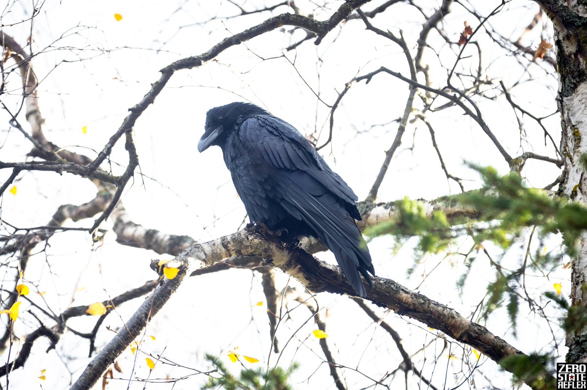 Zero State Reflex tweet media