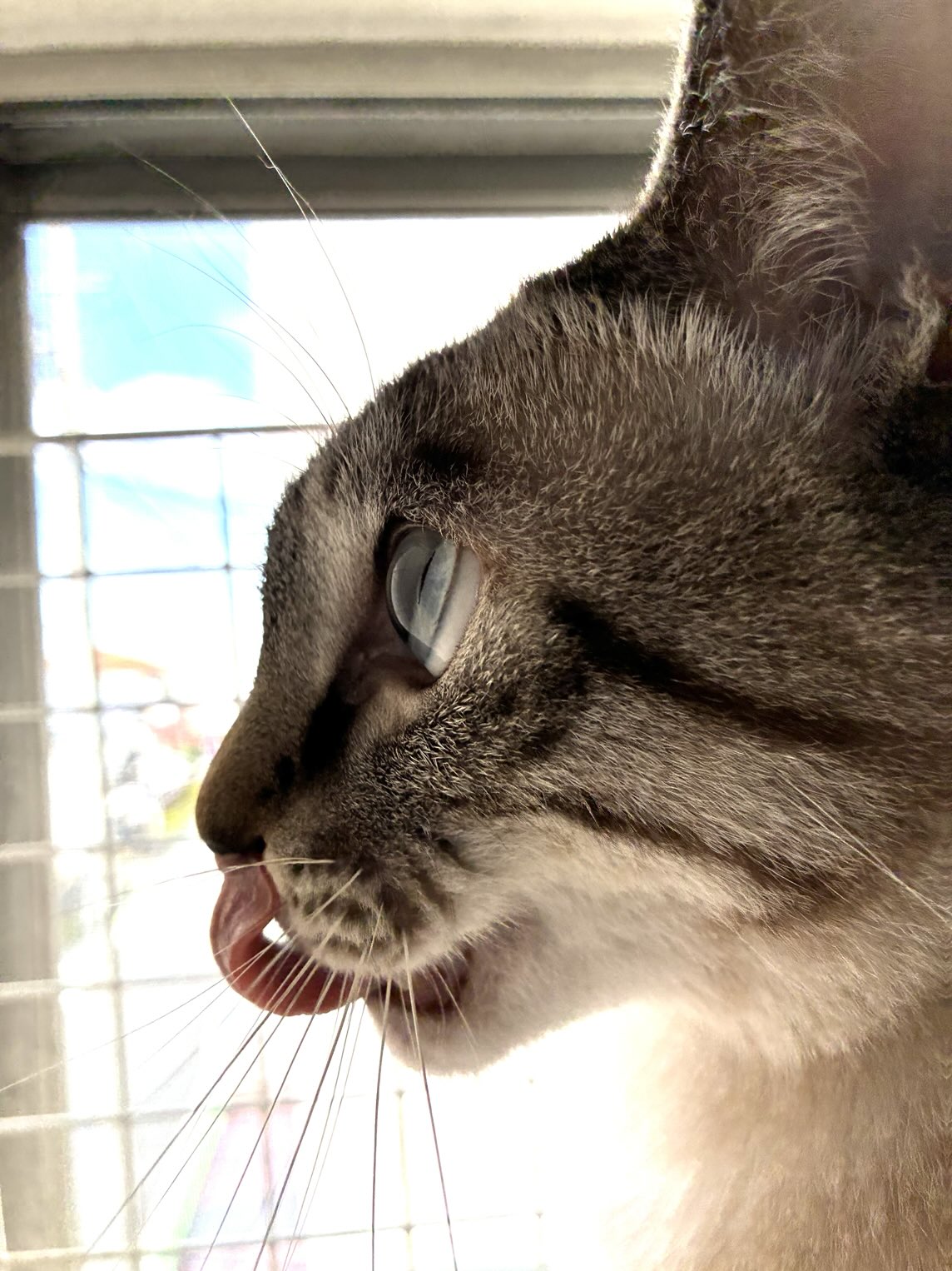 そらページ コンバース CONVERSE スエード オールスター (R) センタージップ