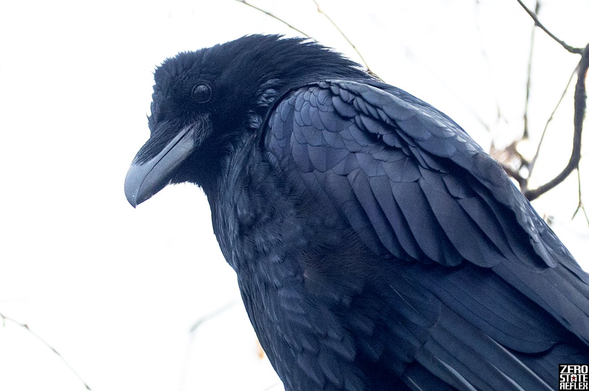 Zero State Reflex tweet media