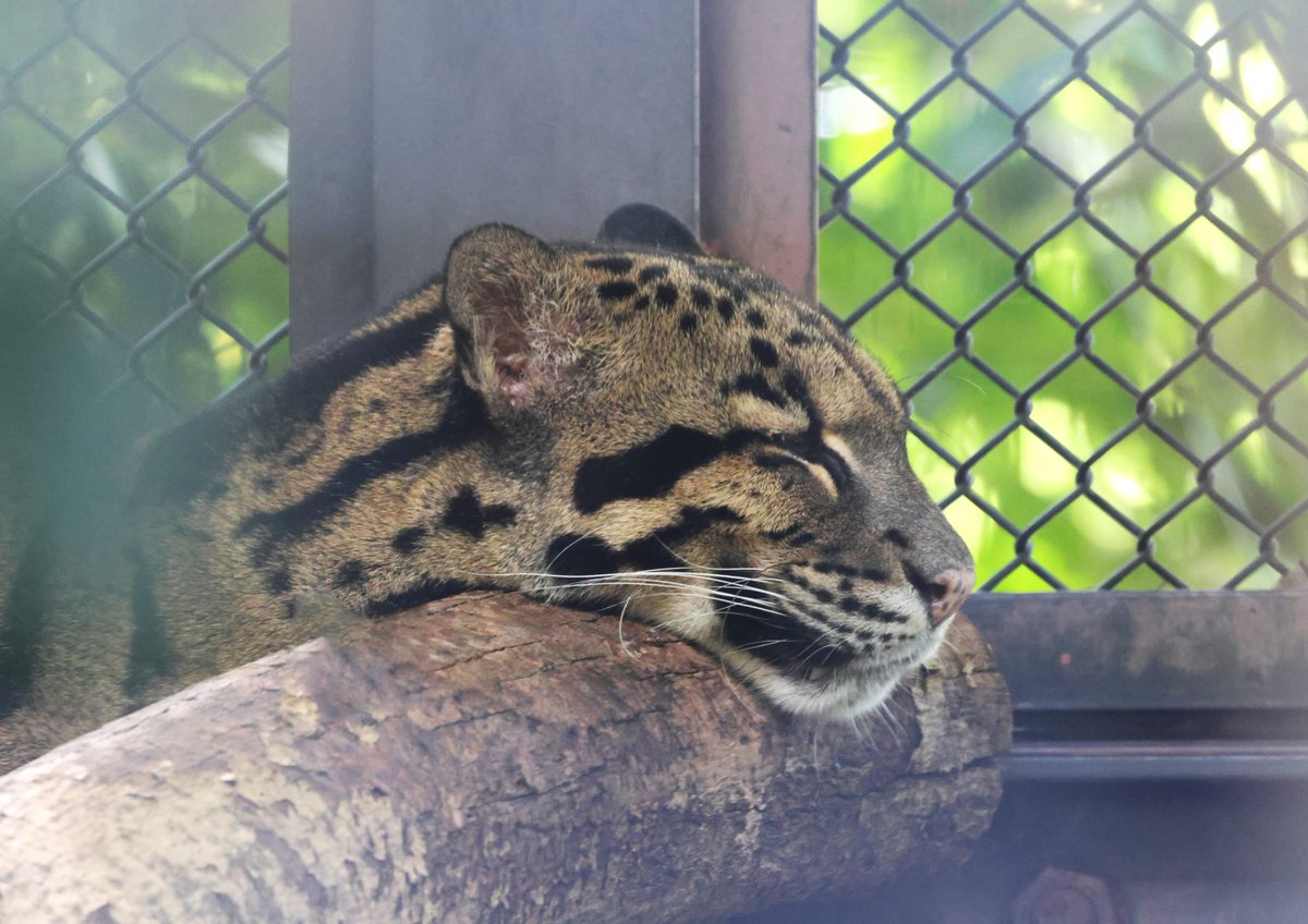 801Roku23484's tweet image. すごい寝方だニャ～～オンザログ～～～♪

#CloudedLeopard
2025.10.02