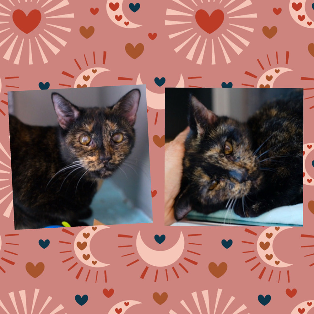 Kimberlykokourt's tweet photo. Beautiful #Annabell Is A 10 Year Old Female #Torbie Not Spayed #Cat Who Came To The #QueensACC As A Stray! Medical Information: Ocular abnormality- chronic, stable: ID Number: #ID236585 : Lived With Cats! Low Traffic Home! #CatsOfX #NYCACC #Adopt #Donate #Foster #Rescue #Sponsor https://t.co/ygCl3Od92i