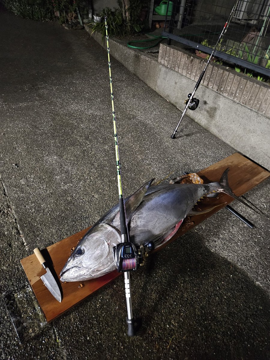 ZRX400RH's tweet photo. 昨日のおおもり丸さん5号船
キハダ初ゲットできました！
3打数1.5安打で、
1・針外れ
2・46.5キロ(完全体)
3・16.5キロ(半分サメにプレゼント)
船長、上乗りさん、ご協力いただいた方々に感謝します！ https://t.co/G0DntPLsE9