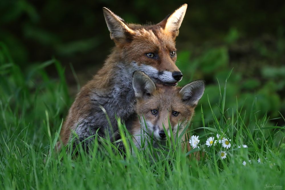 ChrisGPackham's tweet image. Thank you to @johnhiggins777.bsky.social for this morning&apos;s double #FoxOfTheDay !