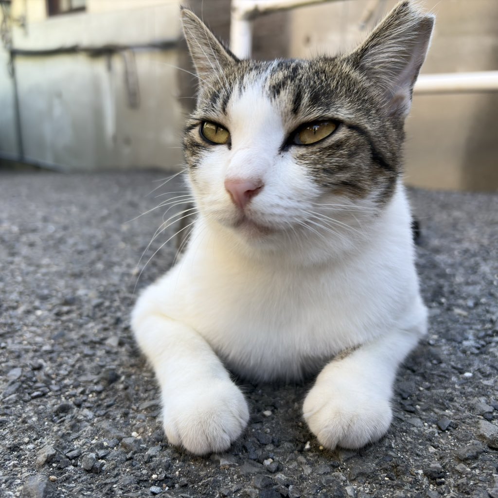 ニコ太郎 楽天市場】ビルウォールレザー ネックレス 正規販売店 bwl BWL