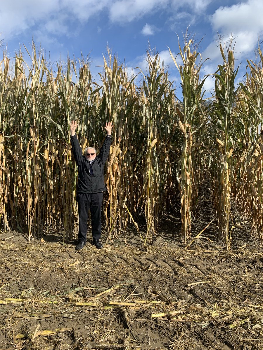 zachwaldner1's tweet photo. Some corn in Austria https://t.co/yjMO0Tdsi6