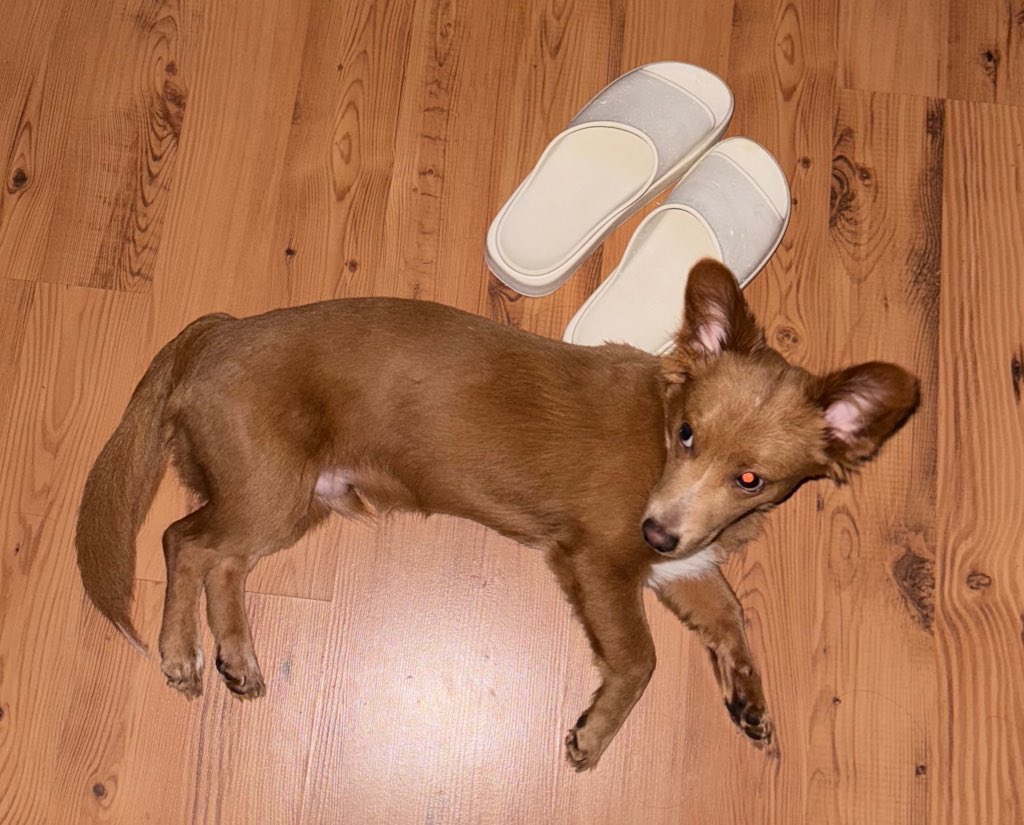 신원을 알수없는 팔로워들은 땅결처형하고 있습니다.