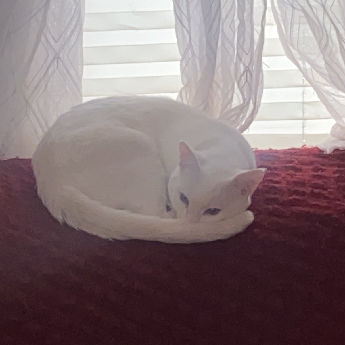 this little nerd is so pretty when he’s not being a dick 

#Cats
