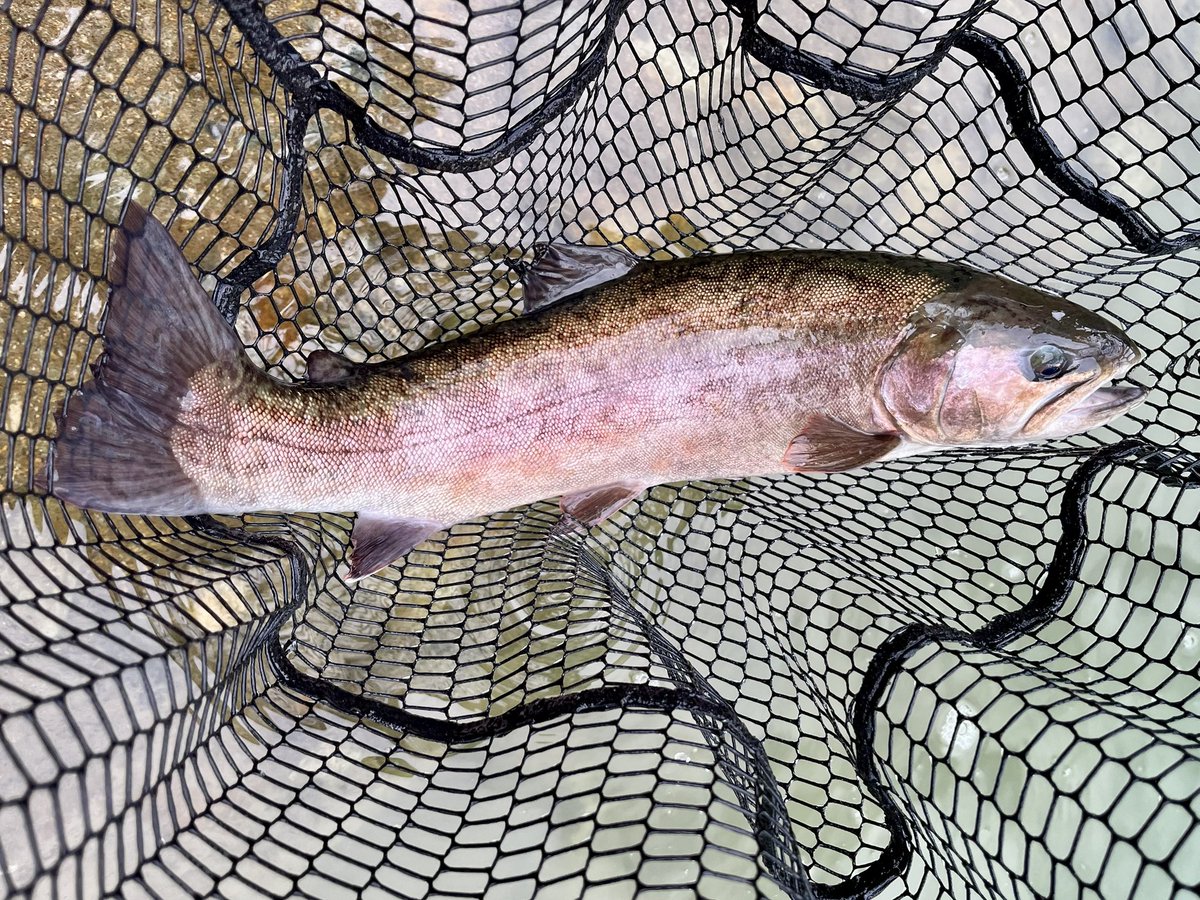 下町のフライマン様 プライスダウン】ウォークマンのフラグシップモデル『NW-ZX707