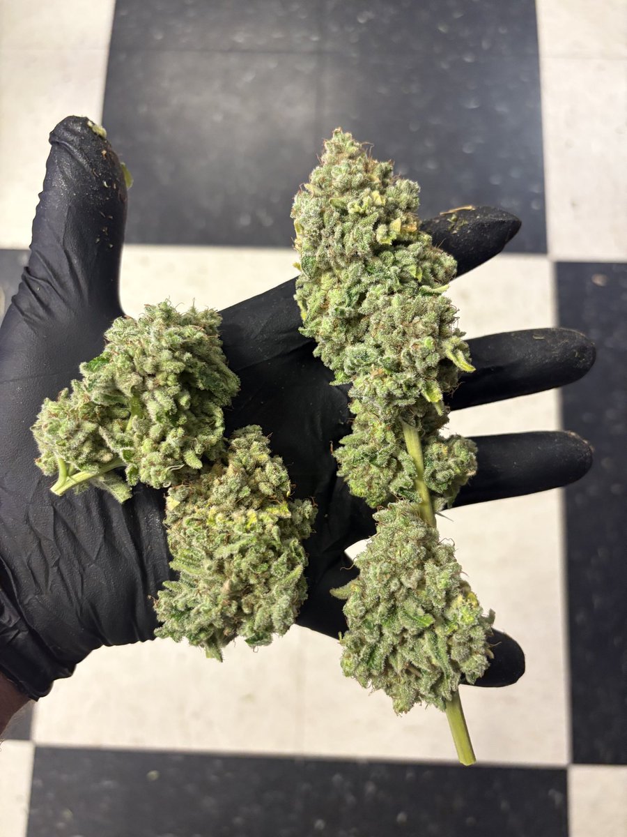 Snapplez <a href="/starfiregenetix/">Starfiregenetix</a>