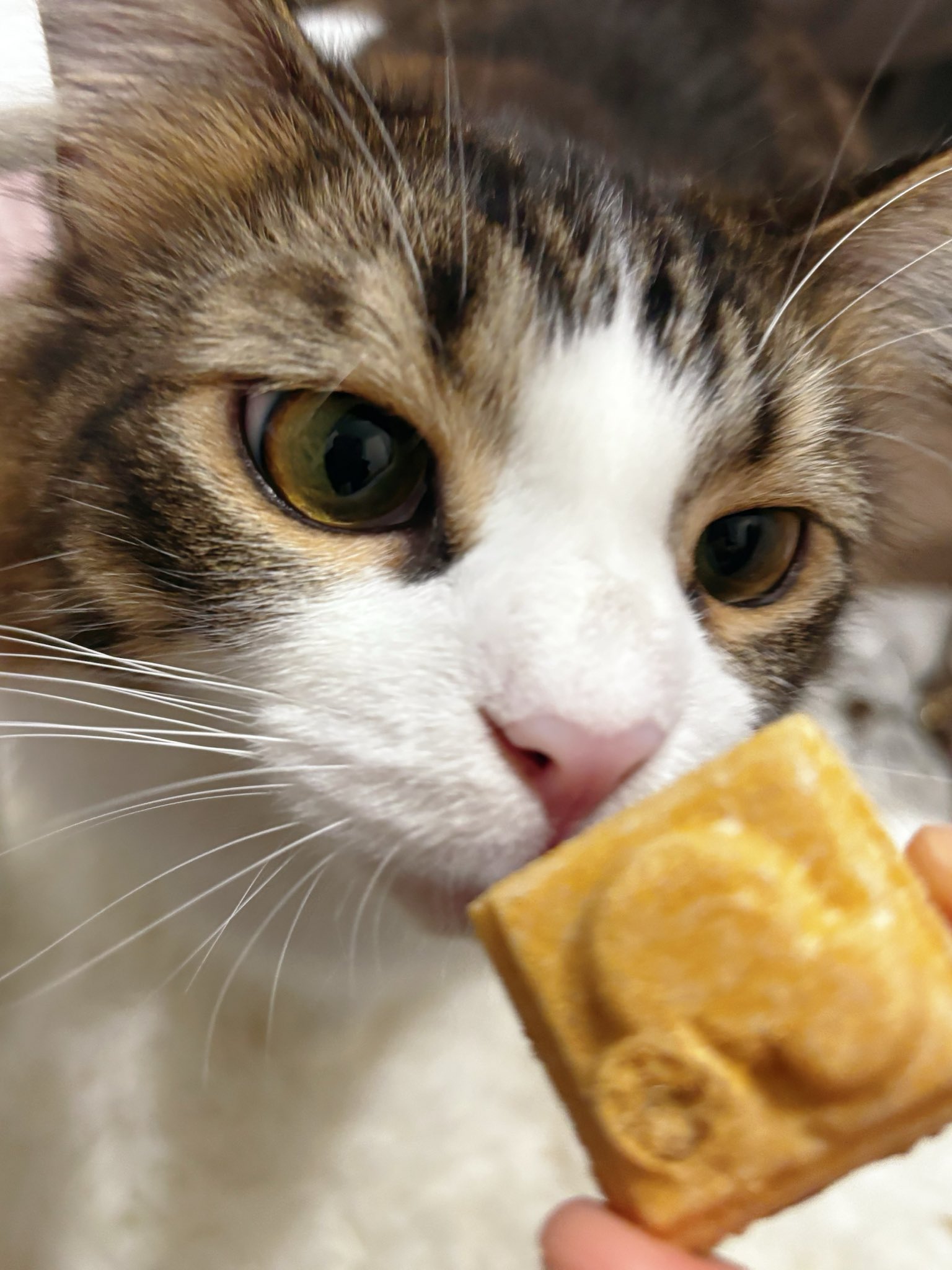 しろねこ on X: 