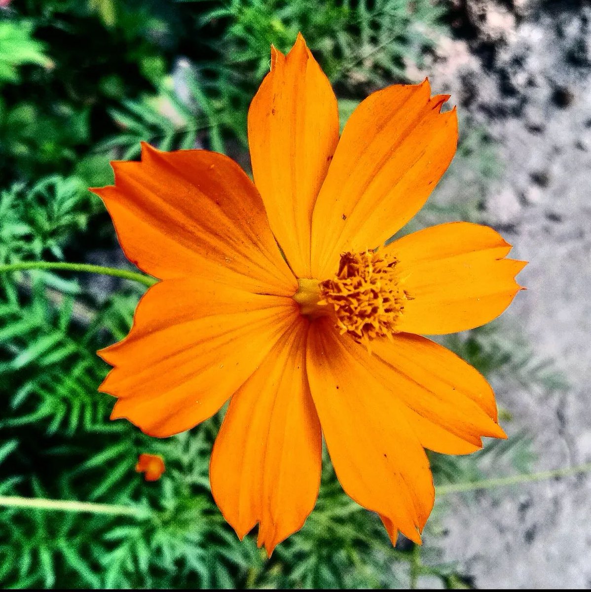 Vrundavan_Dham's tweet image. Be chosen, not considered.💯

#tuesdayvibes🦋🦋