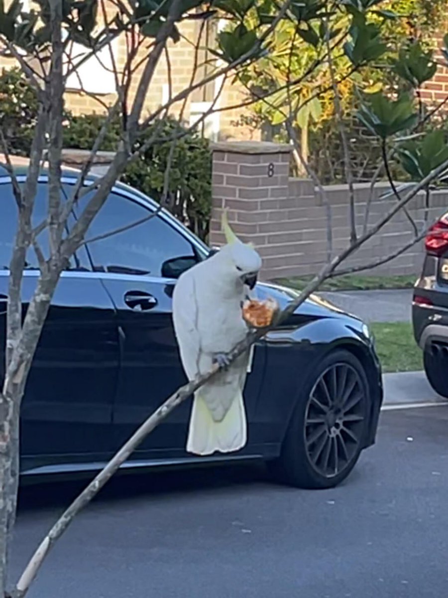 abrarah95097365's tweet image. #Australia #RandomShot #Interesting
This bird is such a great eater! Hahaha!